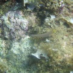 Gobius xanthocephalus