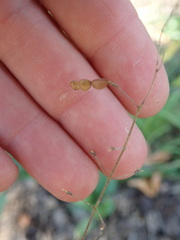 Desmodium psilophyllum