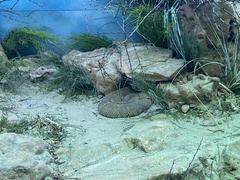 Crotalus unicolor