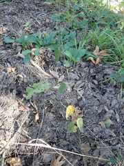 Desmodium psilophyllum