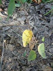 Desmodium psilophyllum