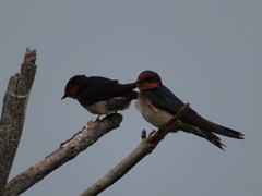 Hirundo
