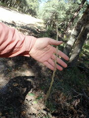 Muhlenbergia rigens