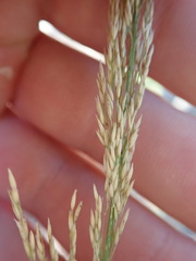 Muhlenbergia rigens