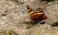 Hypanartia lethe