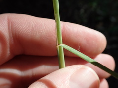 Muhlenbergia rigens