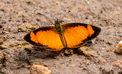 Tegosa anieta