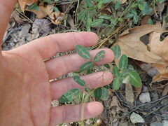 Desmodium batocaulon