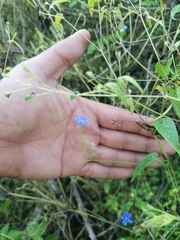 Jacquemontia evolvuloides