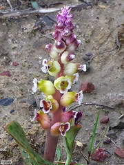 Lachenalia membranacea