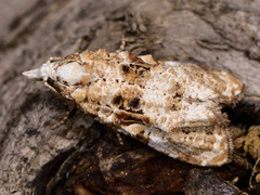 Phtheochroa rugosana