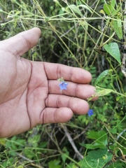 Jacquemontia evolvuloides