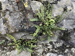 Asplenium trichomanes