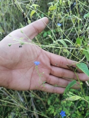 Jacquemontia evolvuloides