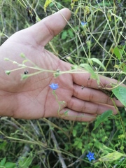 Jacquemontia evolvuloides