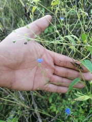 Jacquemontia evolvuloides