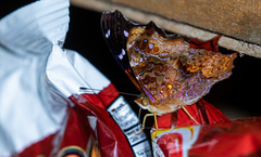 Hypanartia kefersteini