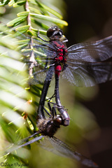 Leucorrhinia glacialis