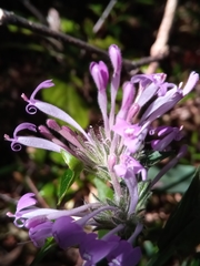 Hypoestes