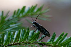 Strangalepta abbreviata