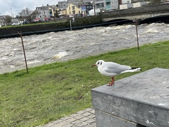 Chroicocephalus ridibundus