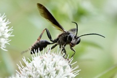 Isodontia auripes