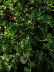 Stemodia verticillata