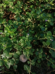 Stemodia verticillata