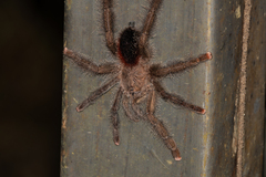 Avicularia juruensis