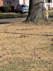 Sciurus niger