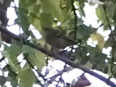 Setophaga coronata coronata