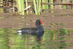 Gallinula chloropus meridionalis