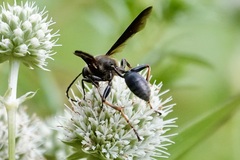 Isodontia auripes