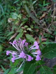 Hypoestes