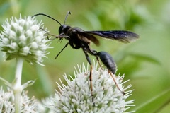 Isodontia auripes