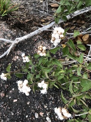 Ageratina havanensis