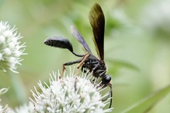 Isodontia auripes