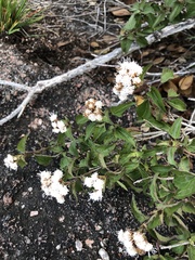 Ageratina havanensis