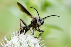 Isodontia auripes