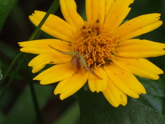 Ebrechtella pseudovatia