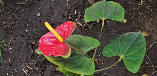 Anthurium andraeanum
