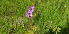 Drosera pauciflora