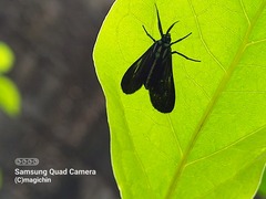 Uranophora terminalis