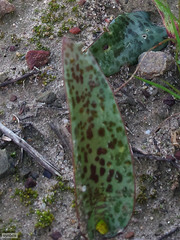 Lachenalia membranacea