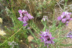 Aspalathus cephalotes