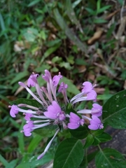 Hypoestes