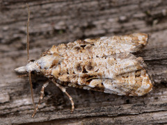 Phtheochroa rugosana