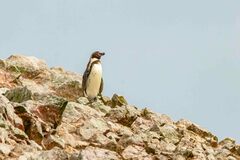 Spheniscus humboldti