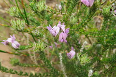 Aspalathus cephalotes