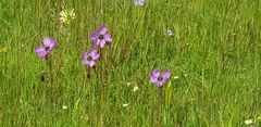 Drosera pauciflora